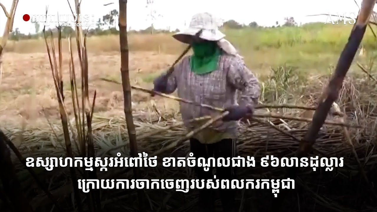 ឧស្សាហកម្មស្ករអំពៅថៃ ខាតចំណូលជាង ៩៦លានដុល្លារ ក្រោយការចាកចេញរបស់ពលករកម្ពុជា