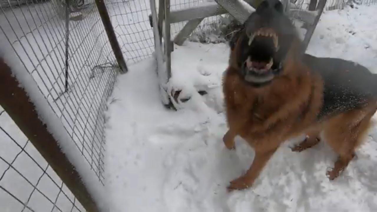 German shepherd power barking in the snow, another calling of the birds. Feeding birds in the winter