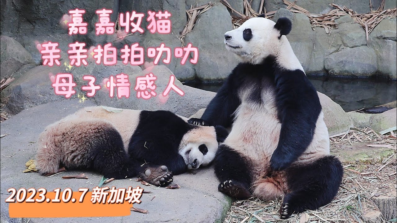 20231007 新加坡大熊猫妈妈嘉嘉温柔叫醒两岁叻叻太有爱，嘉嘉抱抱亲亲拍拍叻叻，然后坐在一旁慈爱看儿子 Singapore Giant panda mom Jia Jia❤️awake Le Le