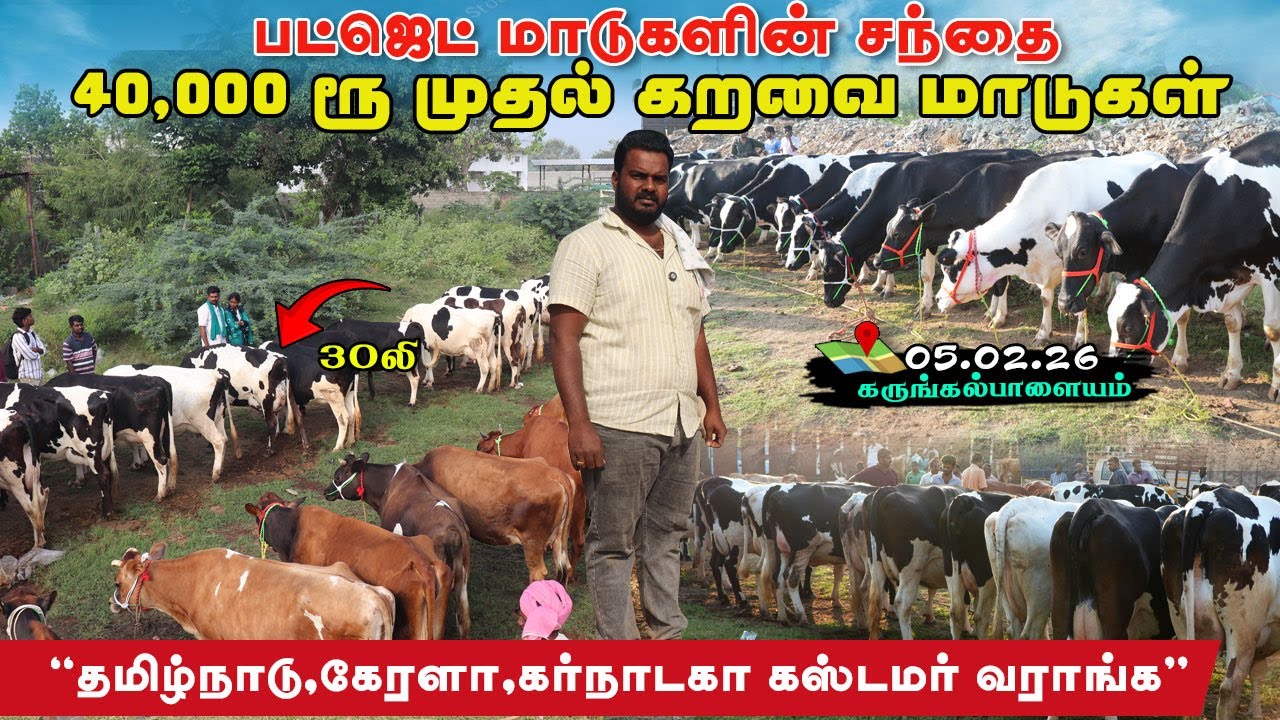 🔥ஏங்ககக!பட்ஜெட் மாடு வாங்க கருங்கல்பாளையம் சந்தை வாங்க...!!#erode sandhai#karungalpalayam