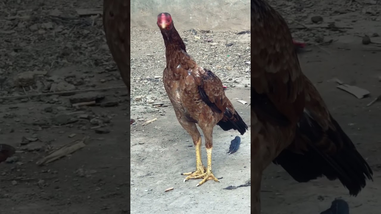 Shera purbana bloodline hen #aseel #chickens #rooster #aseelmurga #murgha #pakistan