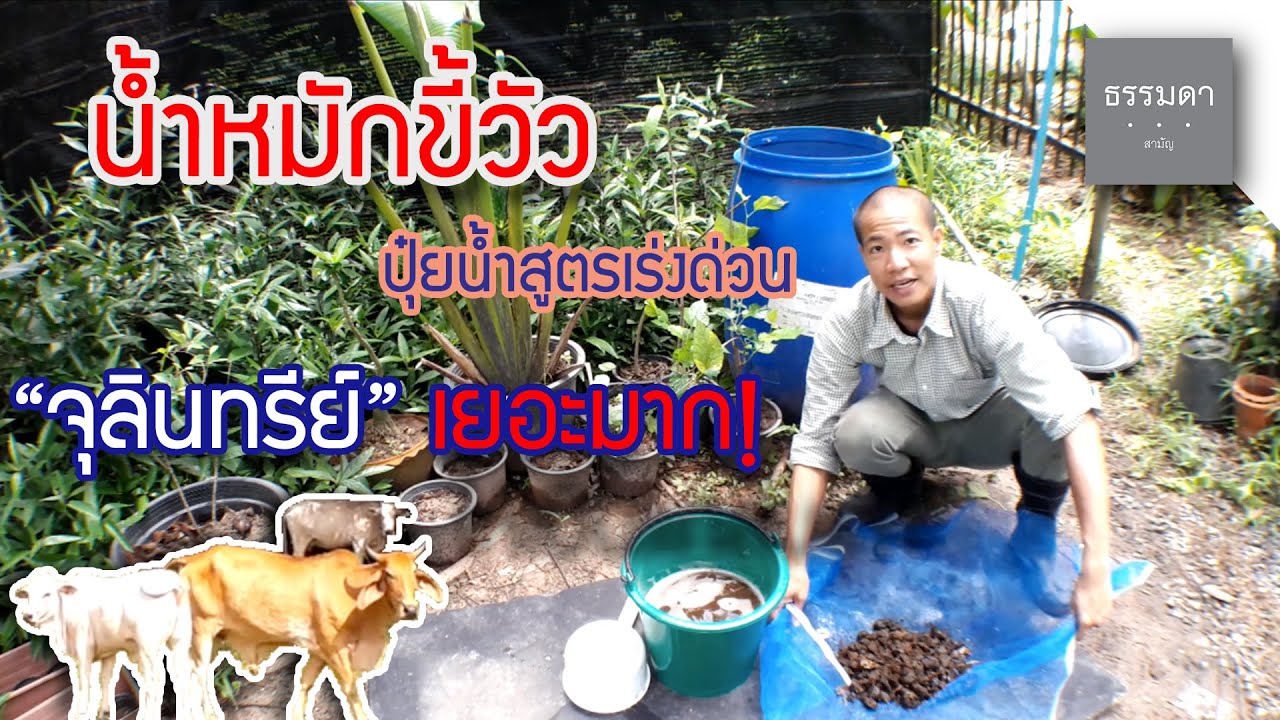 น้ำหมักขี้วัว สูตรนี้ 