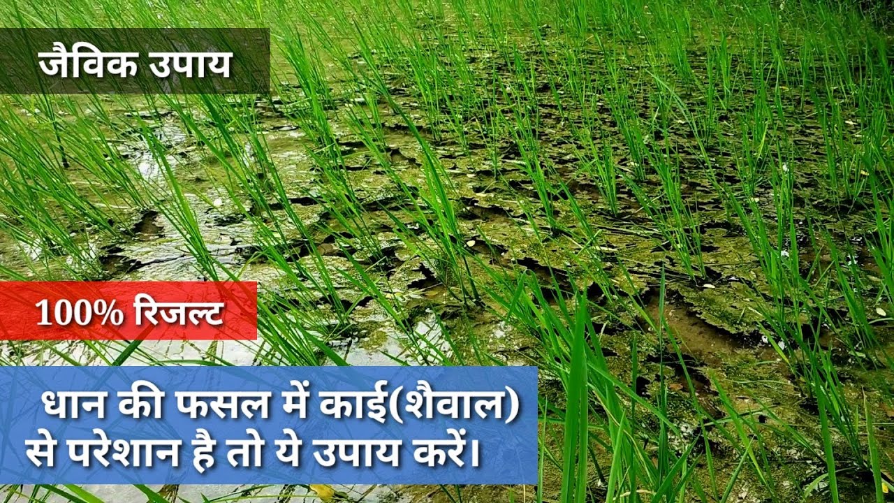 धान की फ़सल में काई(शैवाल) नियंत्रण के उपाय।