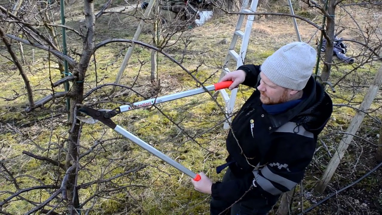 Skjering av frukttre - skjering av plommetre