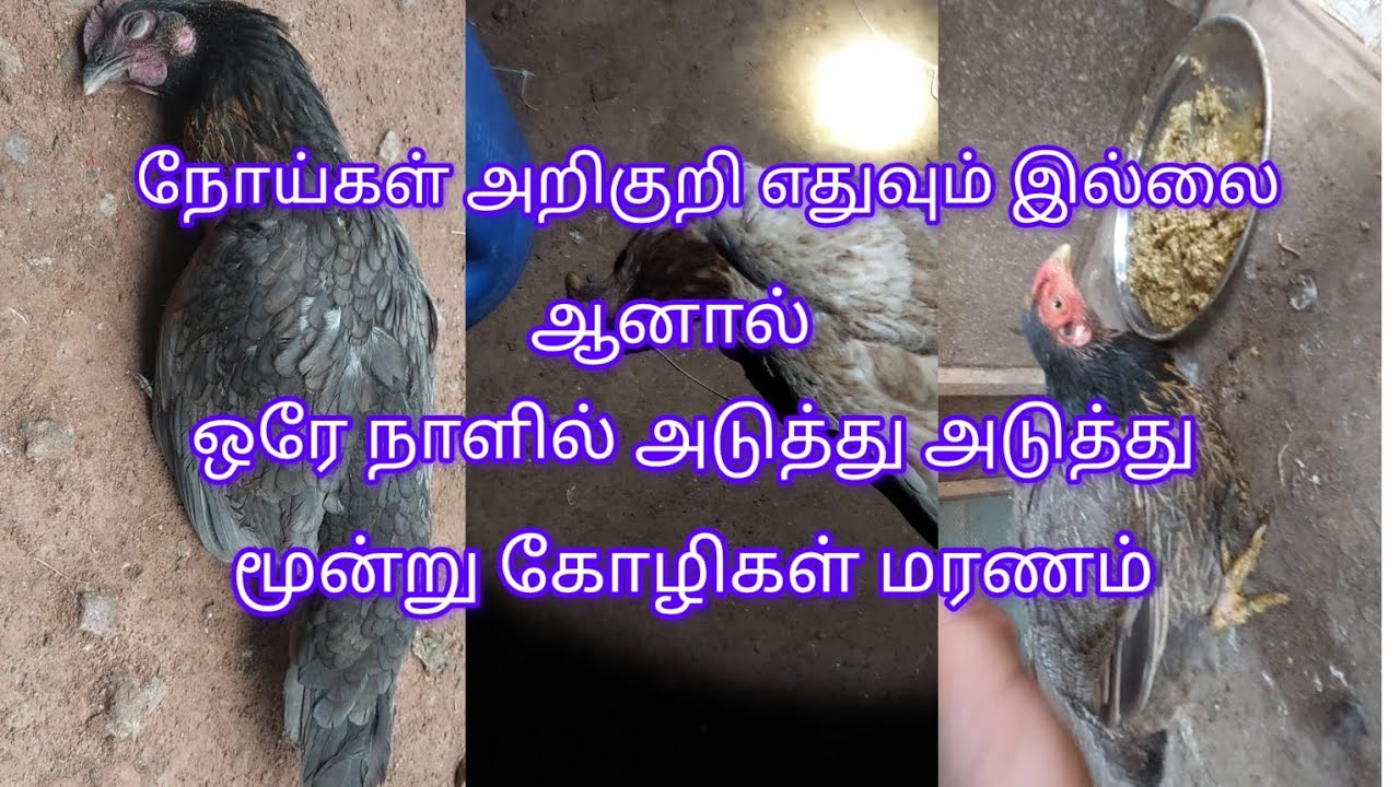 🐓🐐👍 ஒரே நாளில் மூன்று கோழிகள் மரணம் #நாட்டுக்கோழி