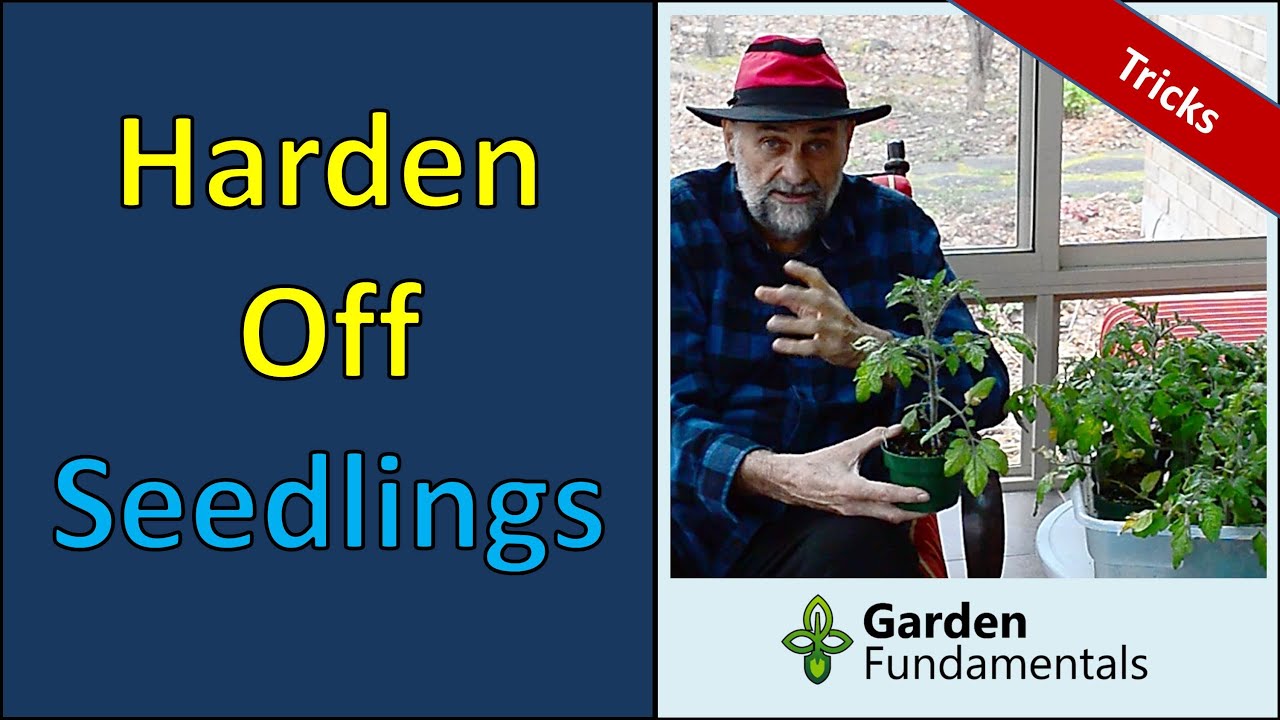 Easy Way to Harden Off Seedlings and Tropical Plants 🌀♨️❄️ Get them ready to go outside.