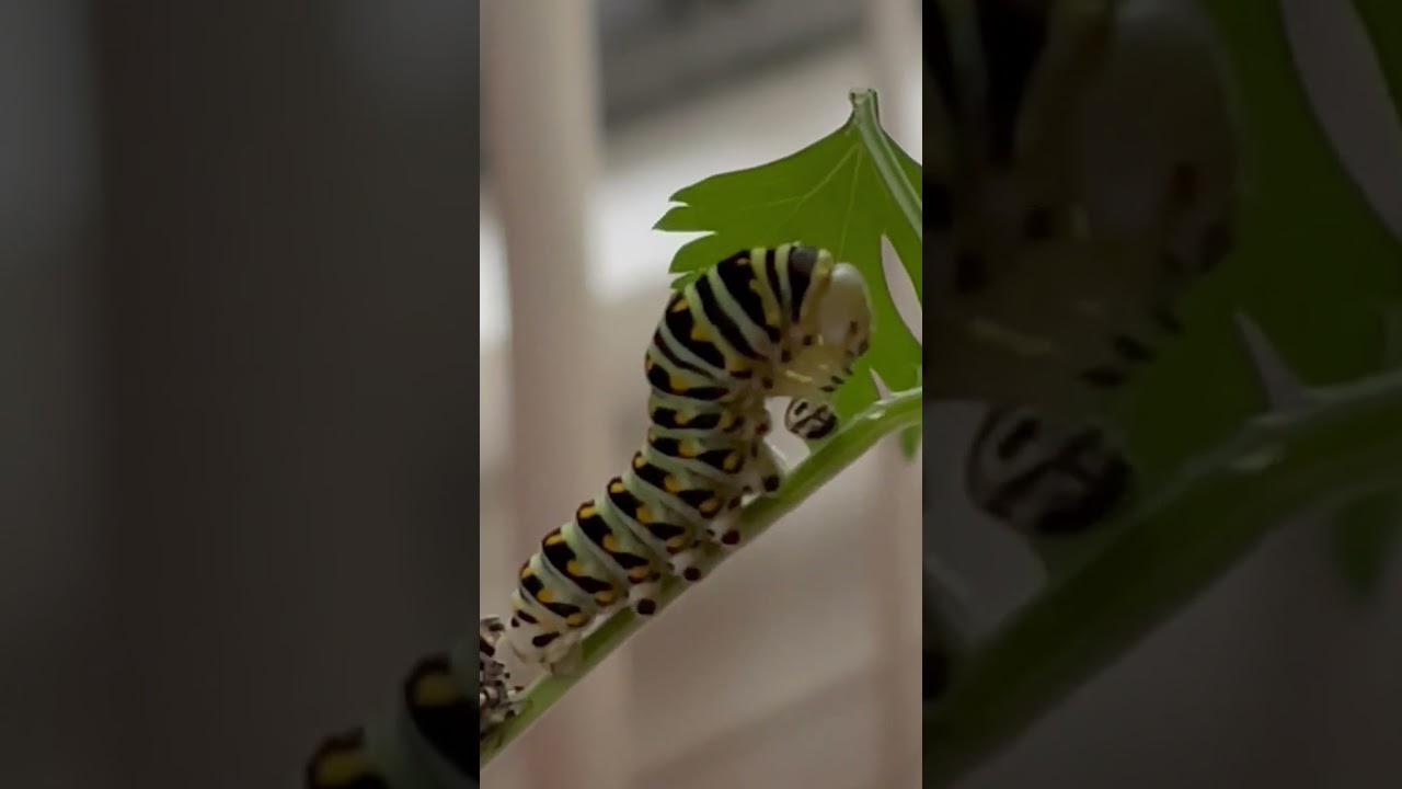 #얼굴가면이 ￼아직도 붙어있네요. 보통은 떨어져 나가거든요ㅠ 그리고 영상15분 부터 얼굴에 검정색라인이 생기기 시작해요. 신기해요. 