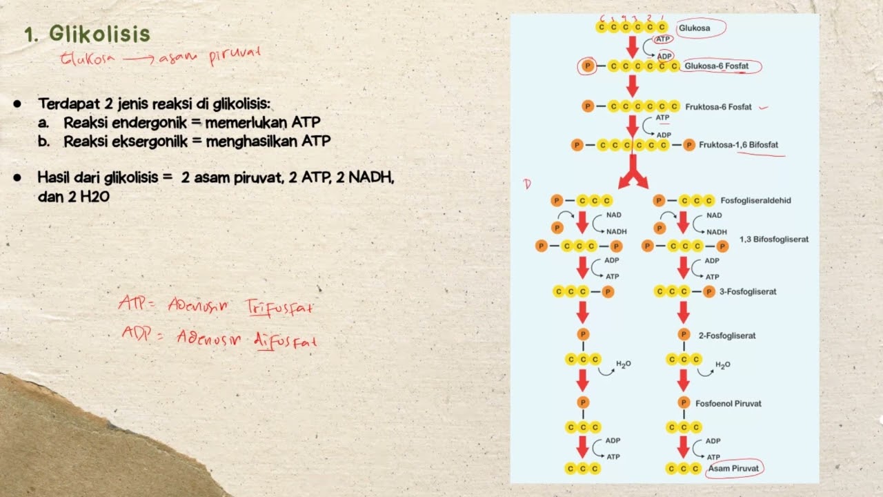 Metabolisme (Bagian 2) - Katabolisme - Materi Biologi Kelas 12