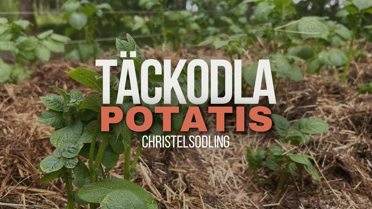 Så gör jag för att täckodla potatis!
