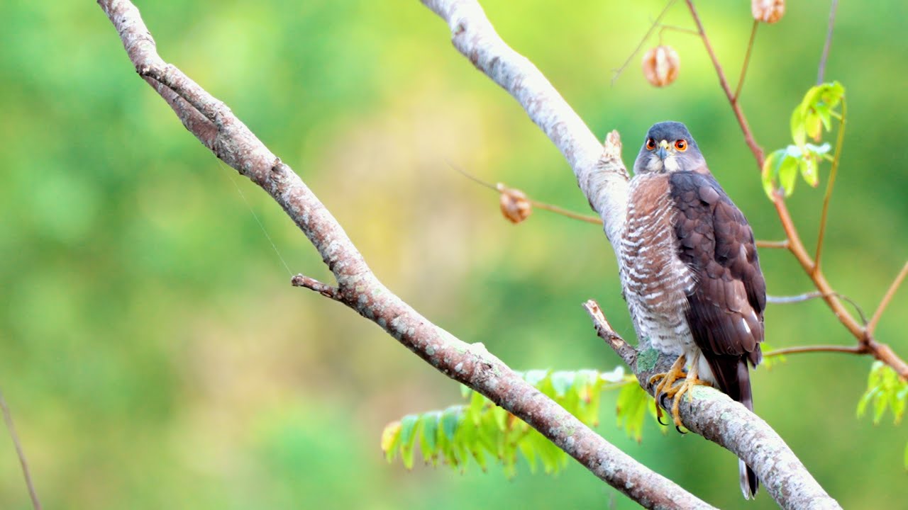 20241109 台中都會公園