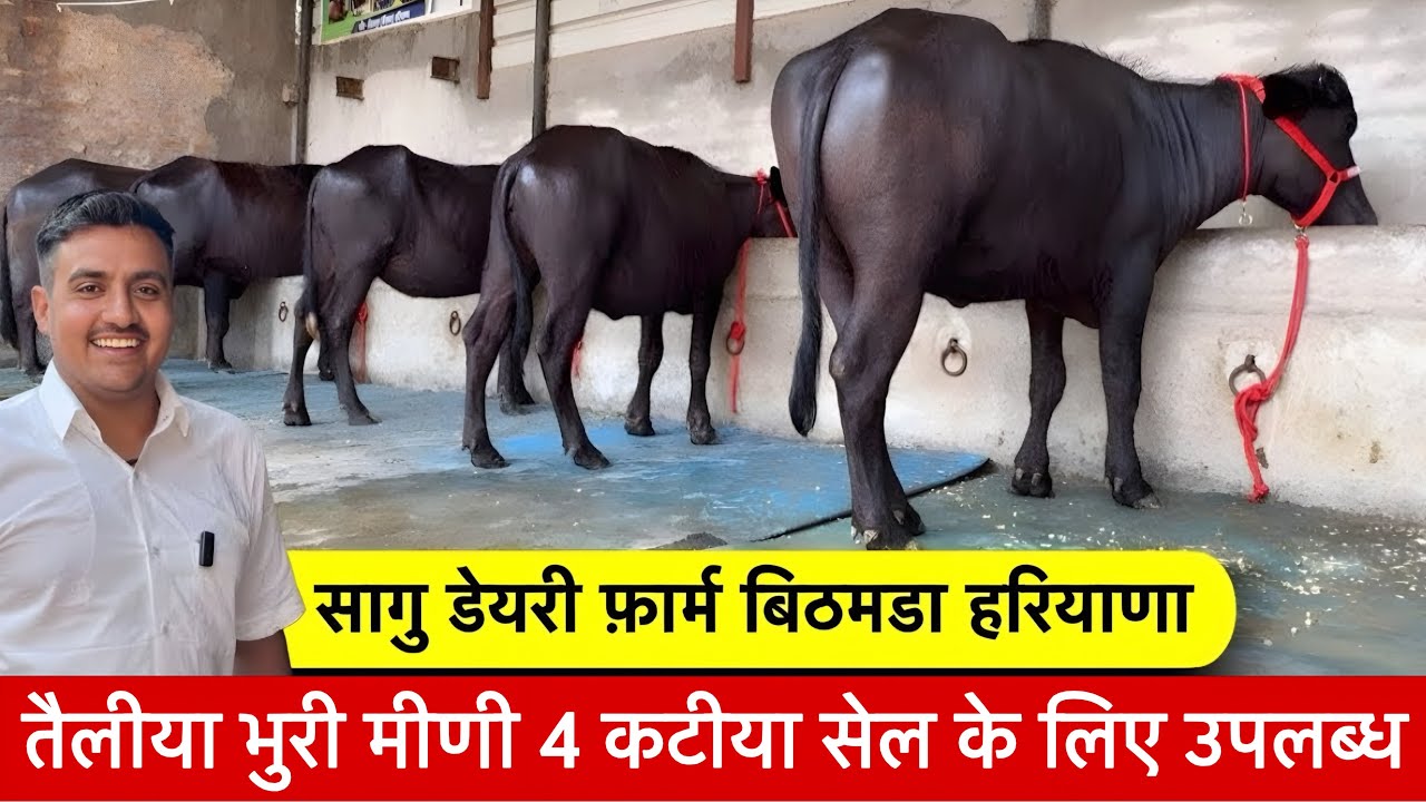 तैलीया भुरी मीणी 4 कटीया सेल के लिए उपलब् Saghu Dairy Farm ✅