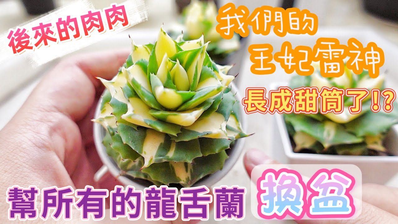 【後來的肉肉】我的王妃雷神黃中斑長成甜筒了!? 幫所有龍舌蘭寶貝們換盆｜A&Y's Agave Daily