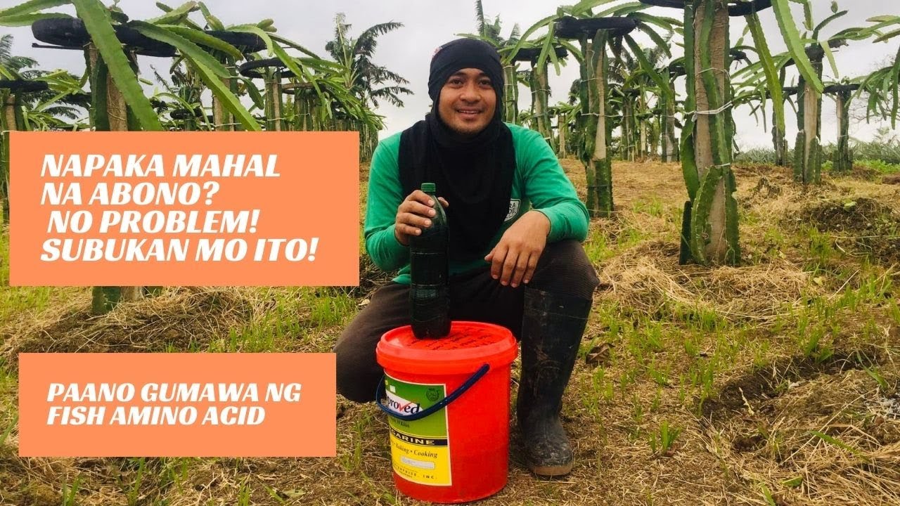 FISH AMINO ACID | MURANG FERTILIZER KAPALIT NG UREA | ORGANIC FERTILIZER | DRAGON FRUIT FARMING