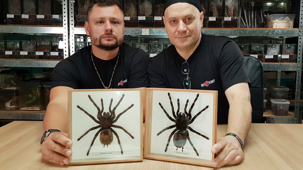 Odbieranie kokonu Theraphosa stirmi - Goliath i inne ogromne gatunki ptaszników.