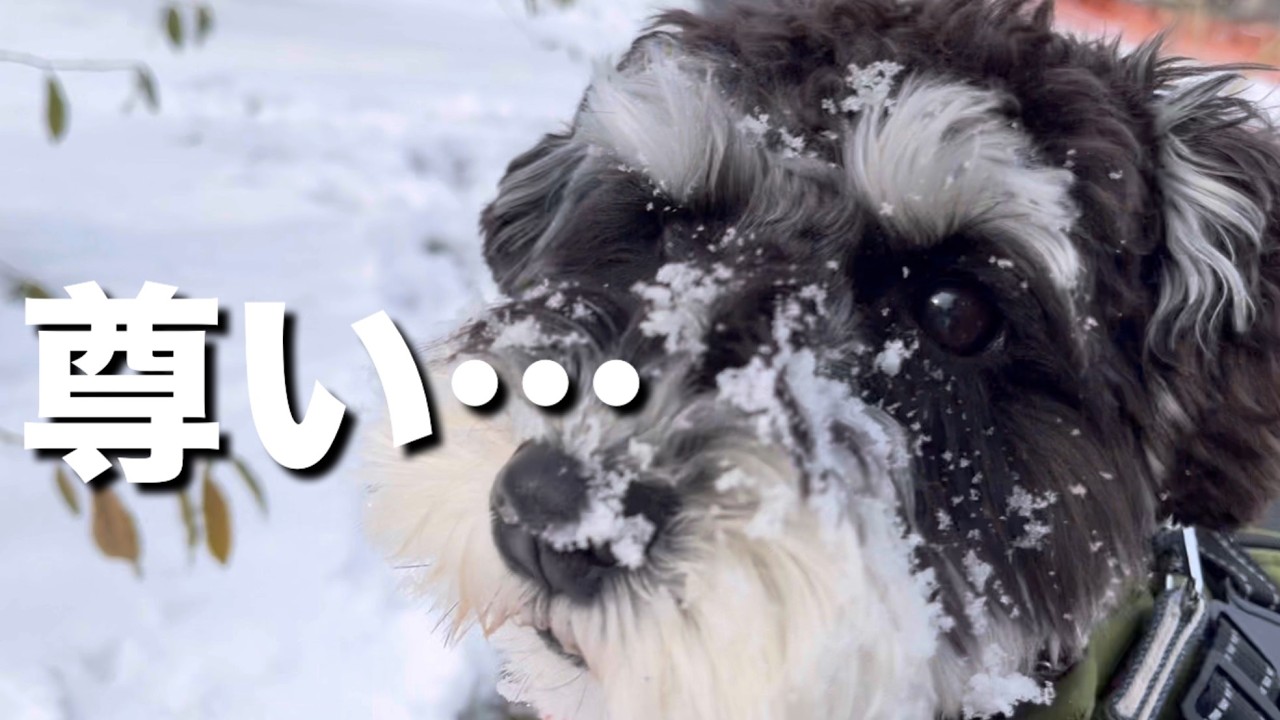 【人生初雪】初めて雪と出会った愛犬の反応が、想像の斜め上をいく愛おしさだった...