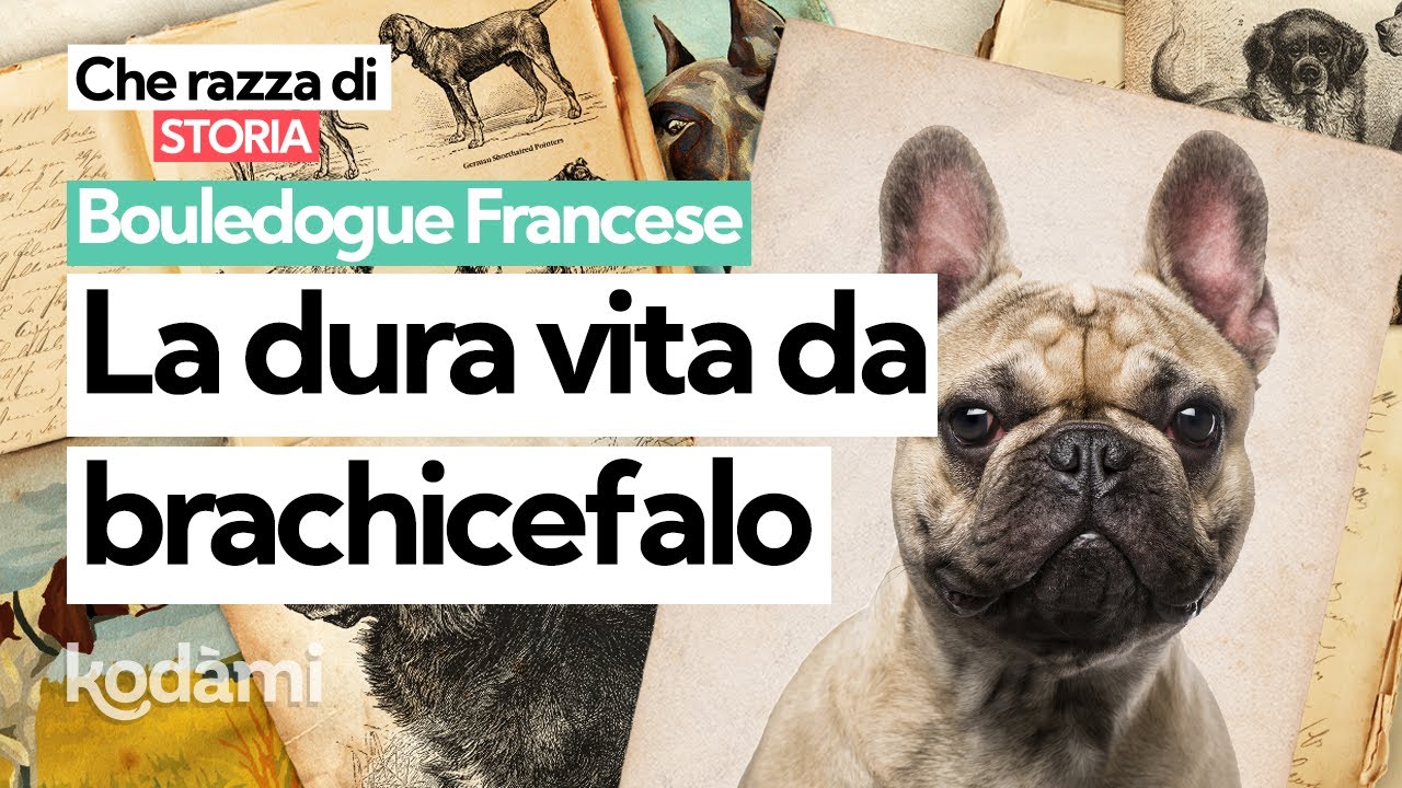 Cosa devi sapere sul Bouledogue Francese: caratteristiche, storia e problemi del cane brachicefalo