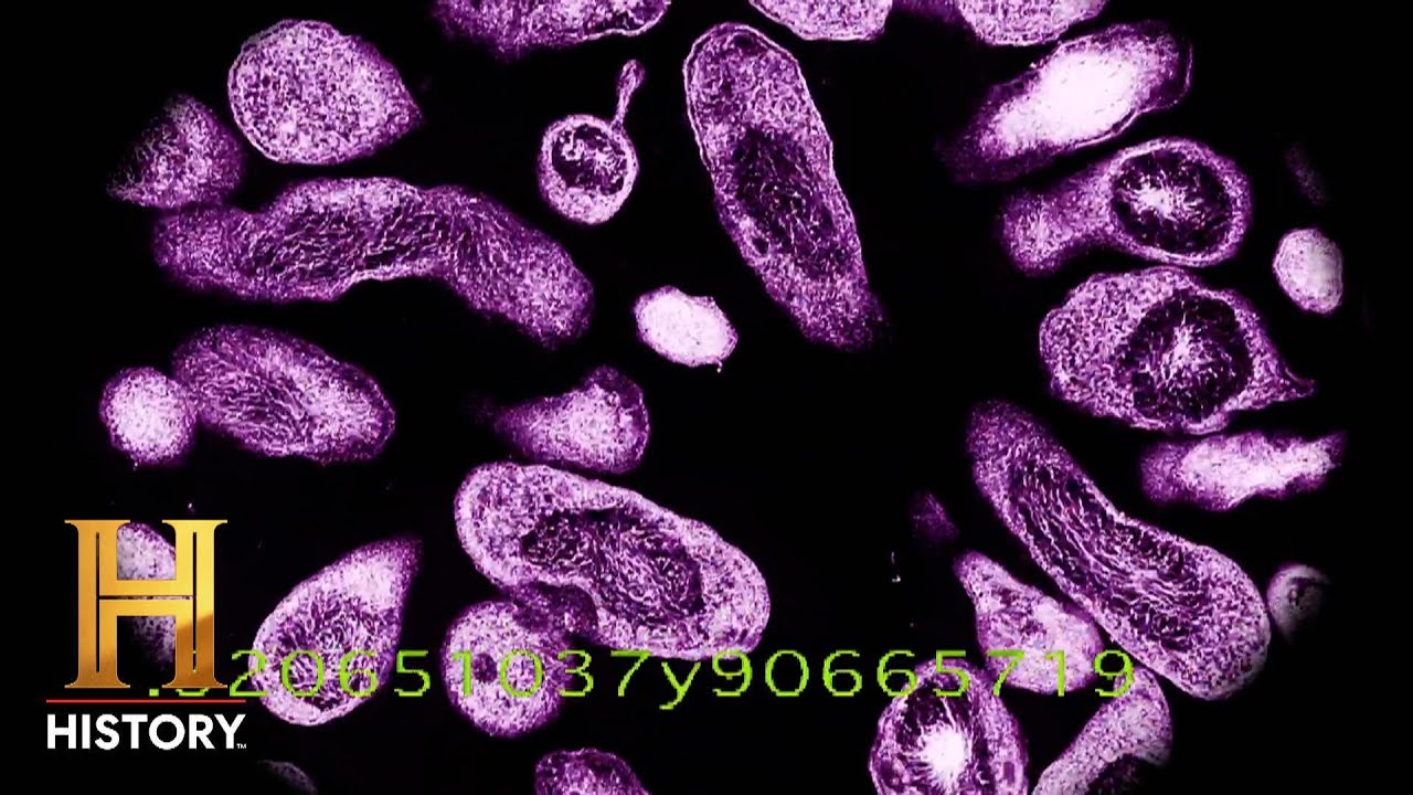 HIGHLY INFECTIOUS ALIEN DISEASE | Countdown to Armageddon | History