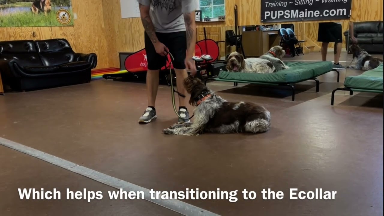 Prong collar & Ecollar with Wirehaired Pointing Griffon - Balanced Dog Training