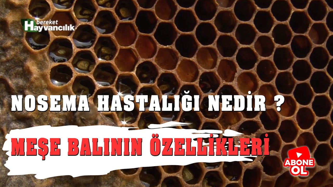 Arıcılık Sohbetleri / 6.Bölüm Nosema Hastalığı Nedir ? Kaç Çeşidi Vardır ?