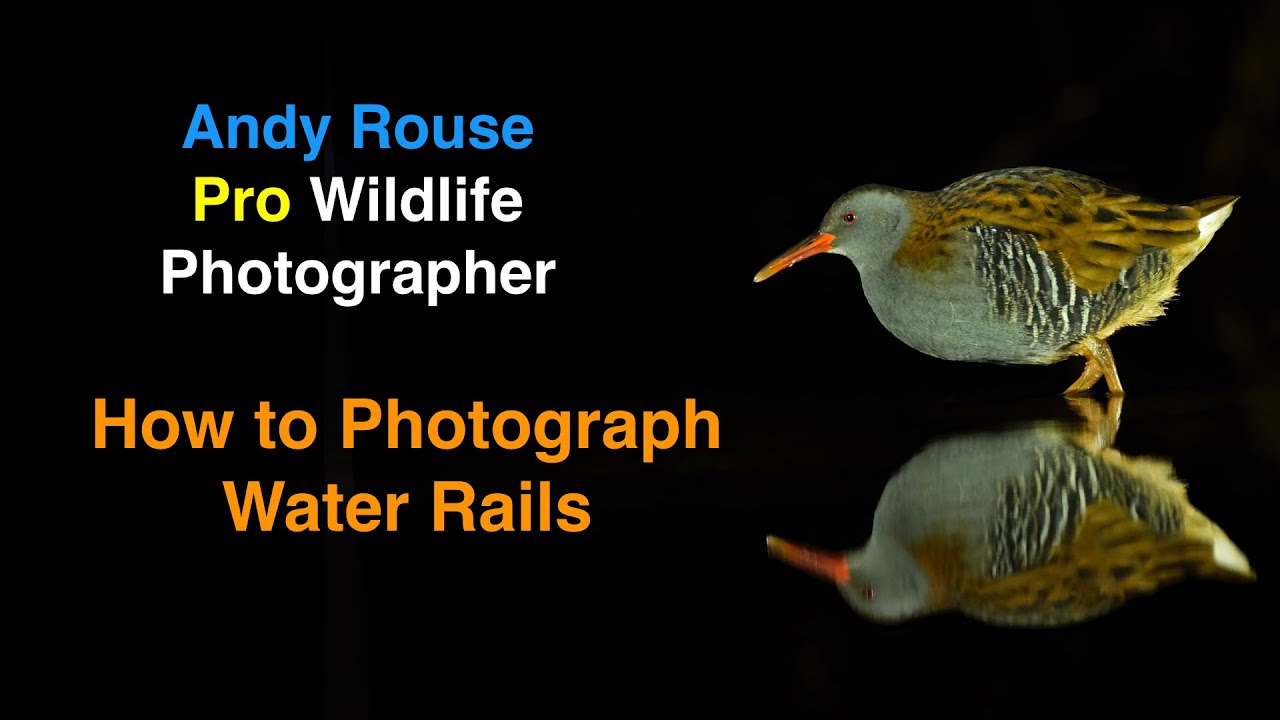 Photographing Water Rails in the wild