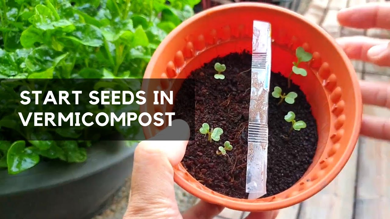 START SEEDS IN VERMICOMPOST | is there any influence on seeds germination?