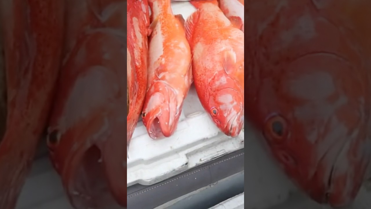 Identifying the fish species in Fiji #fishing #fijiisland #fiji