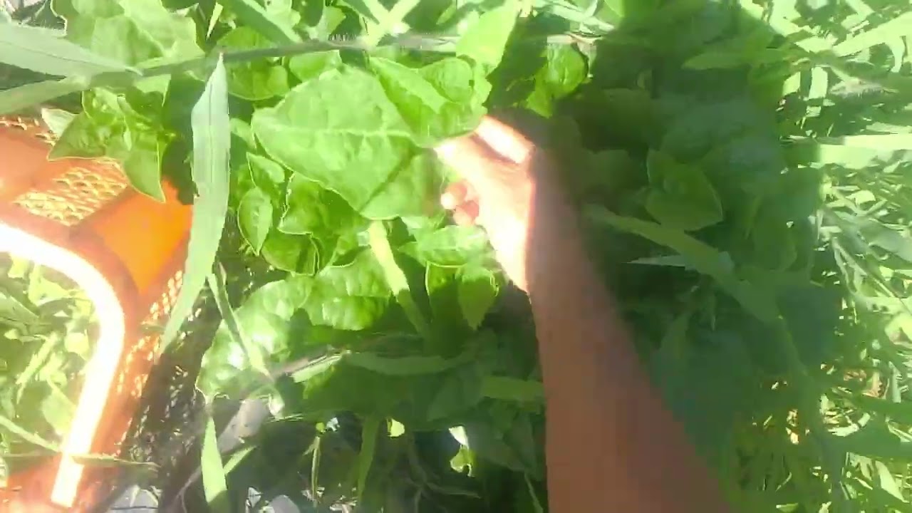 夏の葉物つるむらさきモロヘイヤ収穫250808