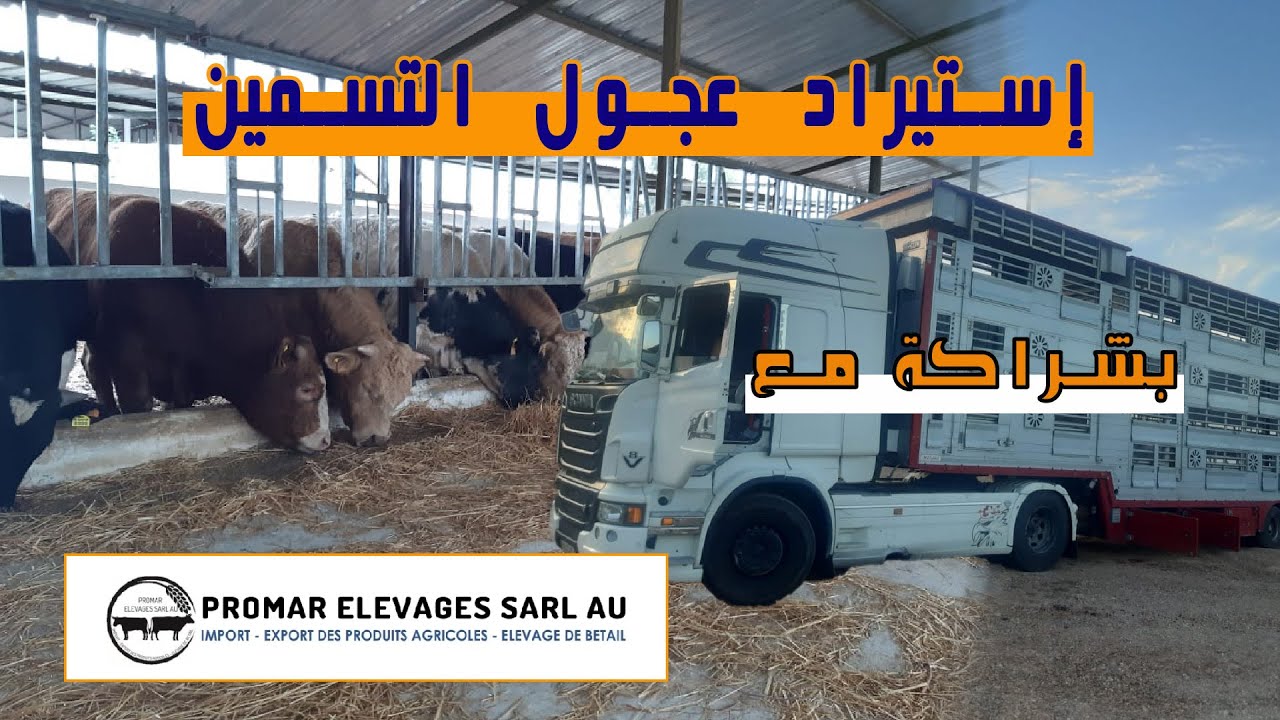 العجول المستوردة || شروط و ضوابط إستيراد عجول التسمين بشراكة مع شركة PROMAR ÉLEVAGE