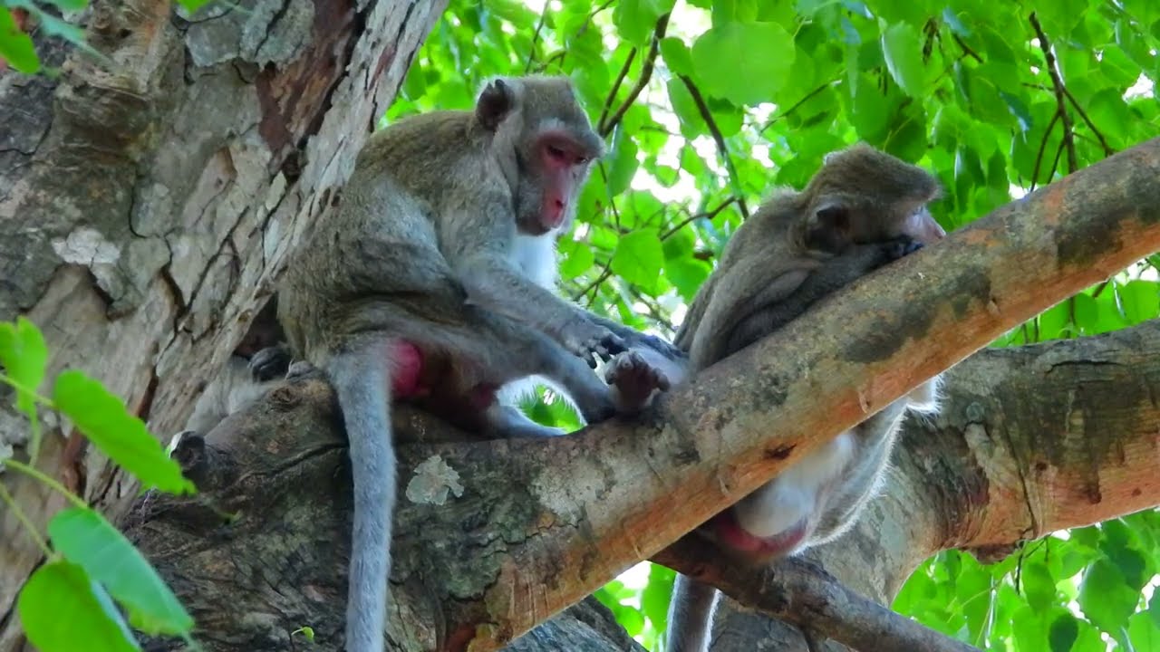 Gentle Moment: Jonna the Young Monkey Rests Quietly Beside Her Family