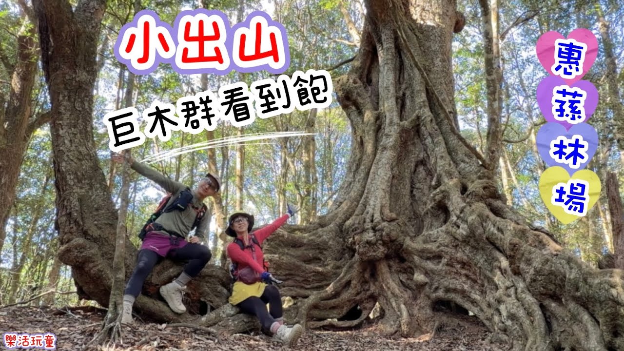 小出山|巨木群看到飽|惠蓀林場[樂活玩童NO.250]2026/02/11