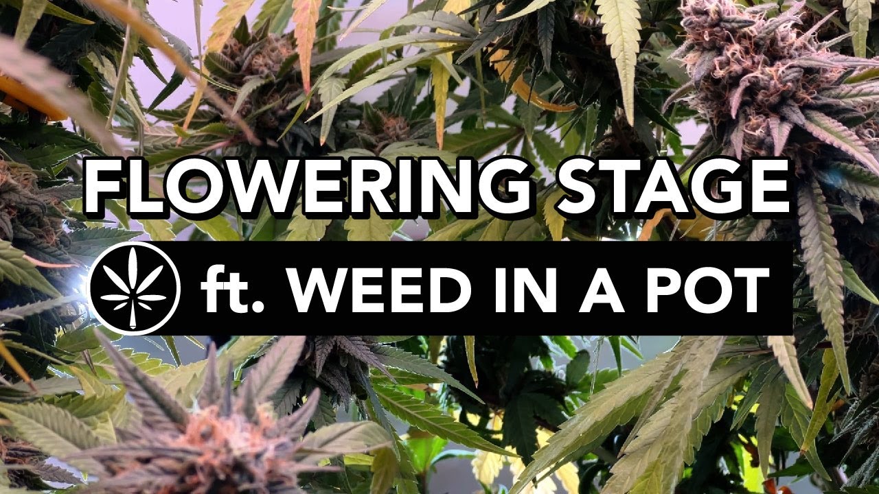 The Flowering Stage