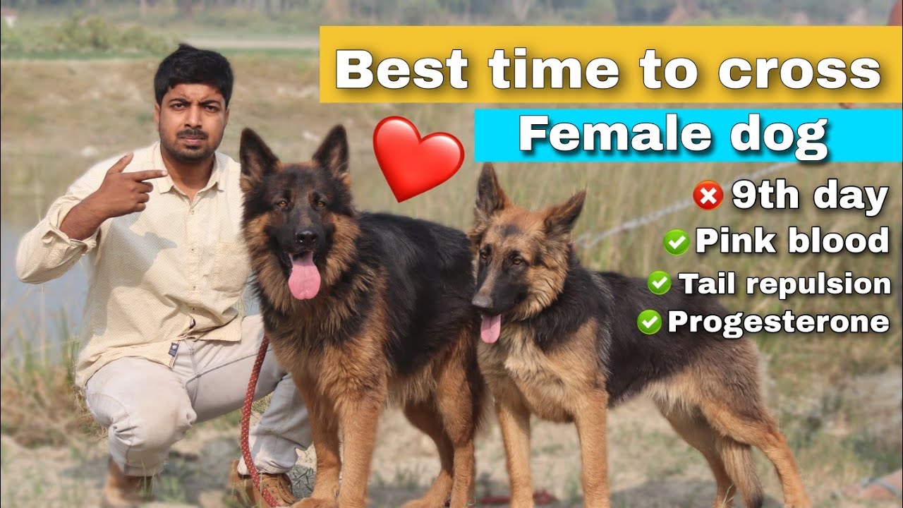 Best information : Right time to breed your dog to get more puppy.
