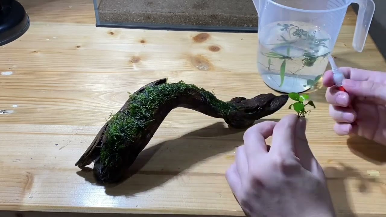 AQUASCAPE TUTORIAL : SIMPLE LOWTECH NO CO2 SINGLE WOOD NANO TANK | STEP BY STEP