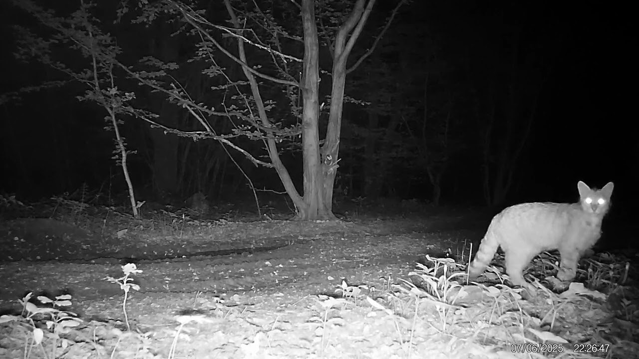 Żbiki w Beskidzie Niskim