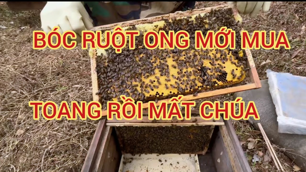 KIỂM TRA NHỮNG ĐÀN ONG MỚI MUA ĐÁNH MẬT VẢI NHÃN 2026