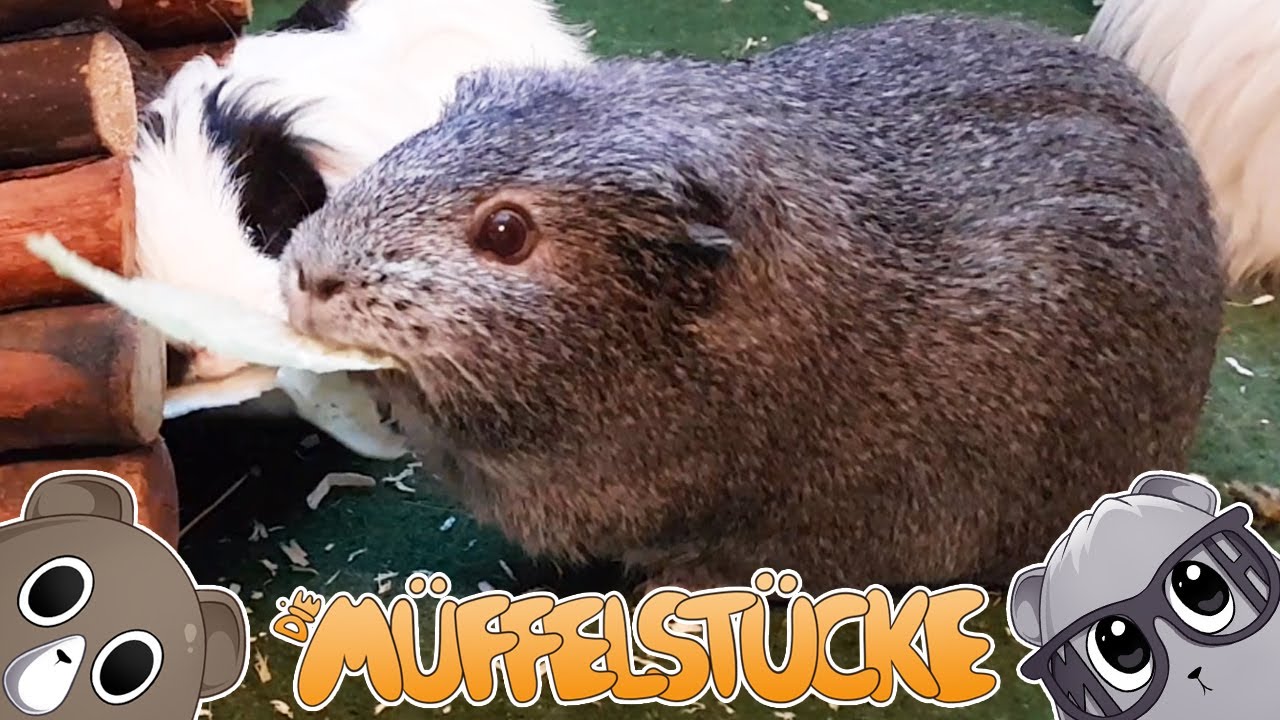 Diebische Meerschweinchen beim fressen | Die Müffelstücke