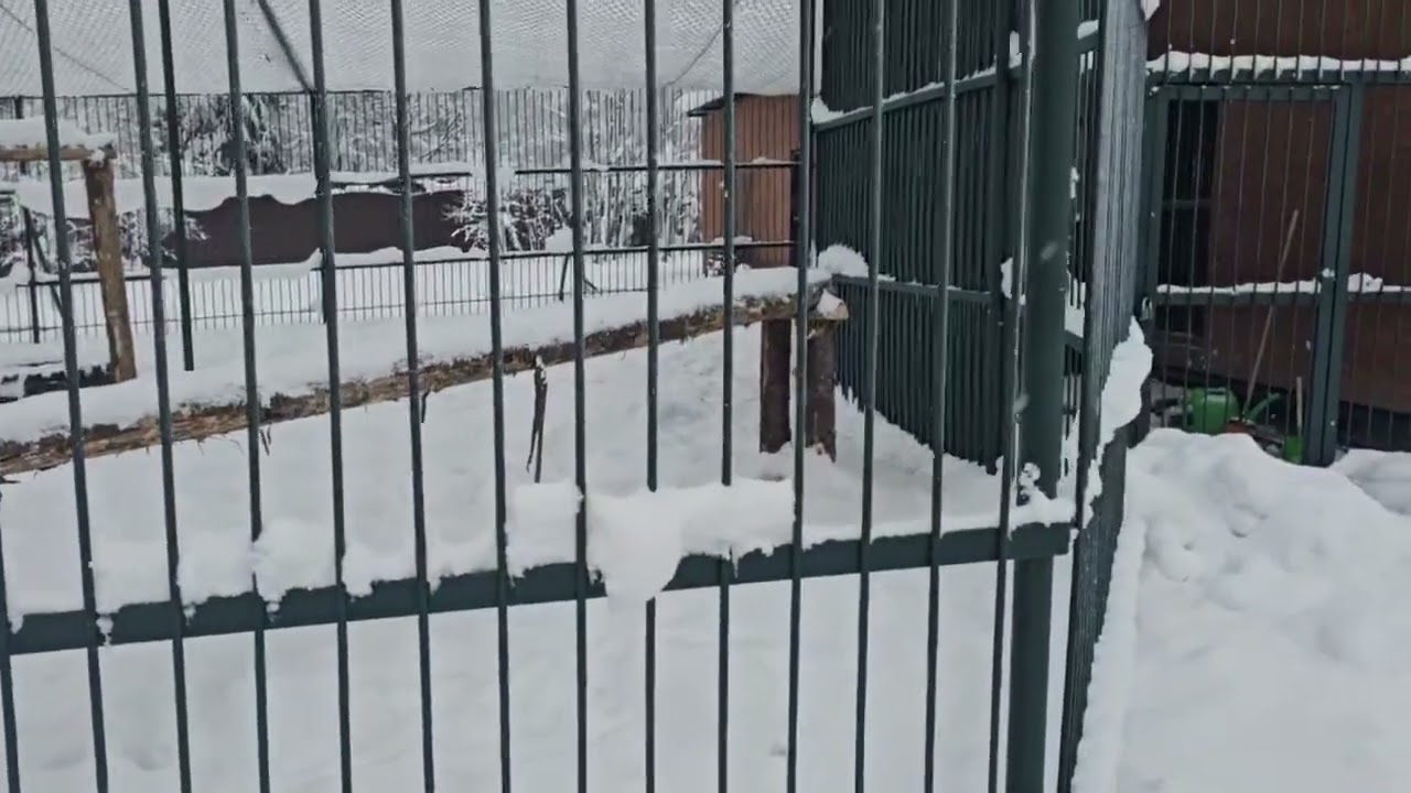 Молодые леопарды играют на снегу. Хасан поёт свою песню. ПАРК ЗЕМЛЯ ПРАЙДА 🌿 