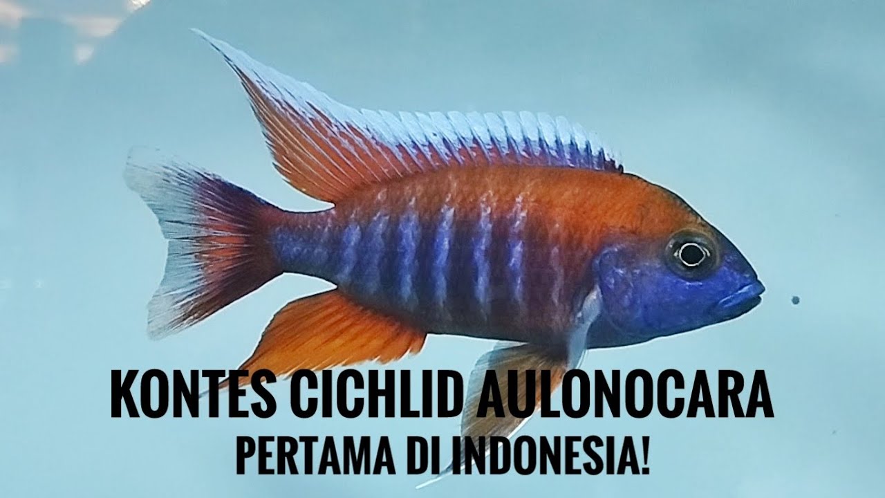 Kontes Cichlid Aulonocara Pertama di Indonesia! Aulonocara Terbaik Ada di Sini!