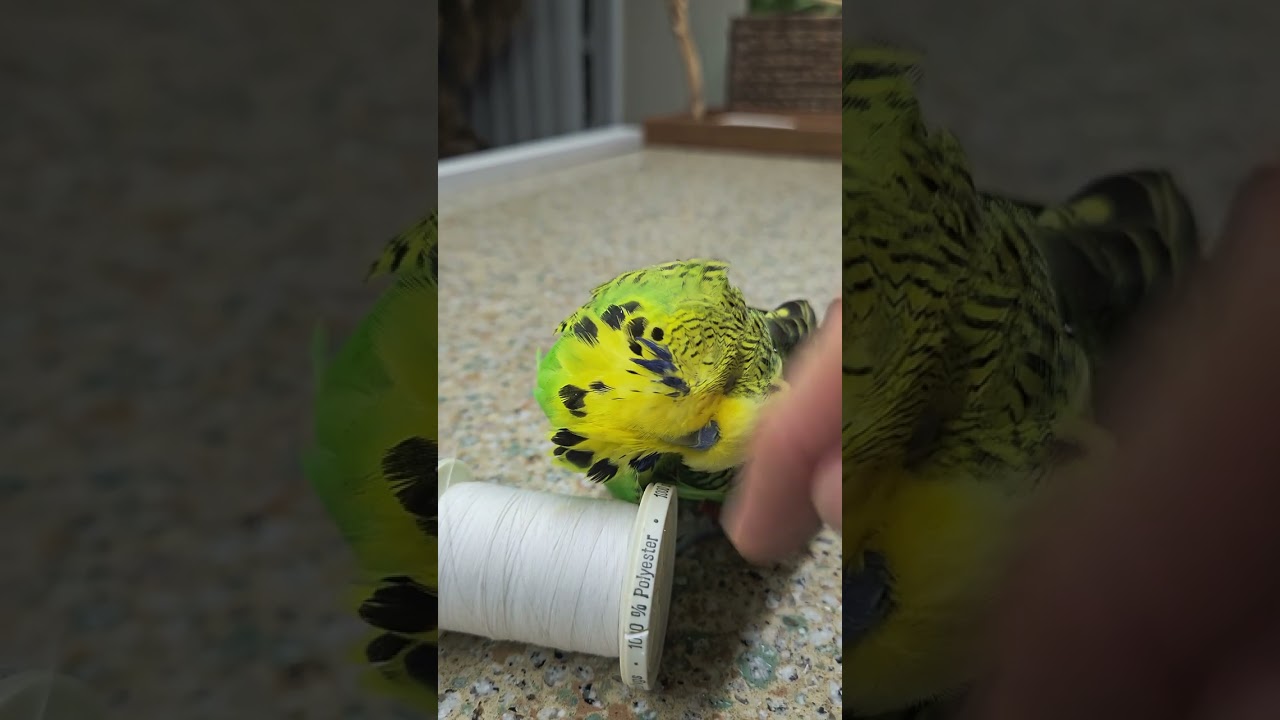 Budgie Charlie  loves head scratches 