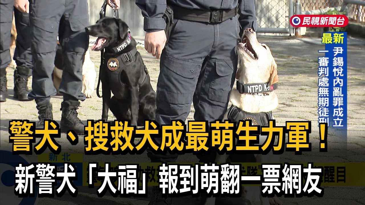 警犬、搜救犬成最萌生力軍！　新警犬「大福」報到萌翻一票網友－民視新聞