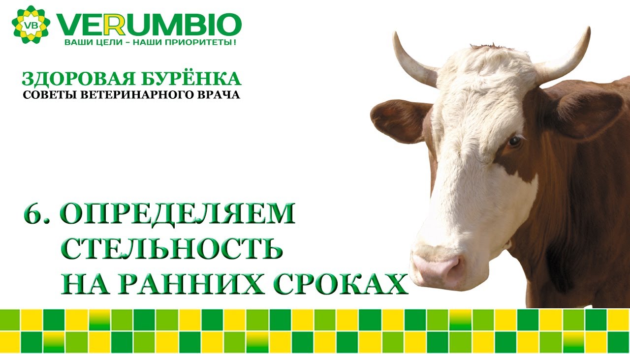 Определяем стельность на ранних сроках. С 28 дня.