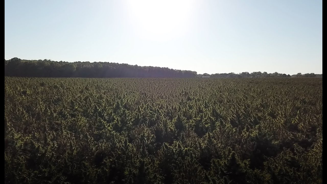 Industrial Scale Hemp Extraction - CBD processing Turnkey Systems with Full PLC Automation.