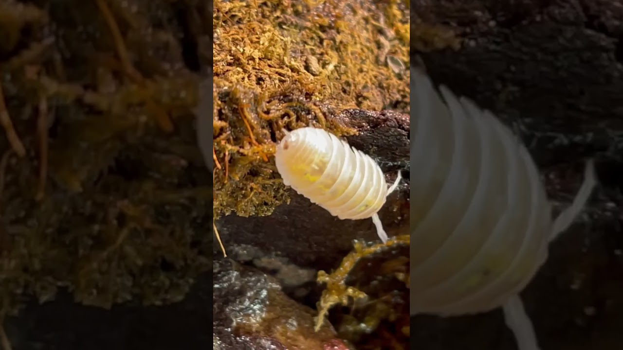 Japanese line magic potion isopod