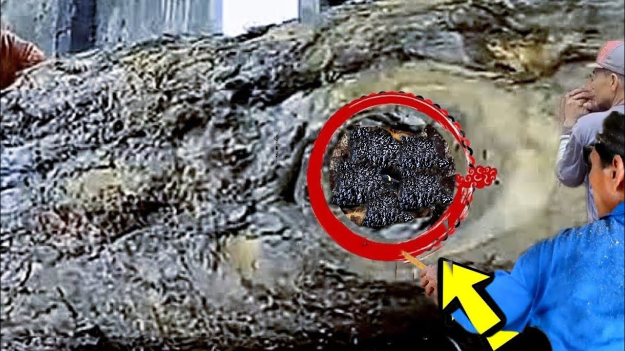 Неожиданный сюрприз при распиловке тикового дерева стоимостью в десятки миллионов долларов США