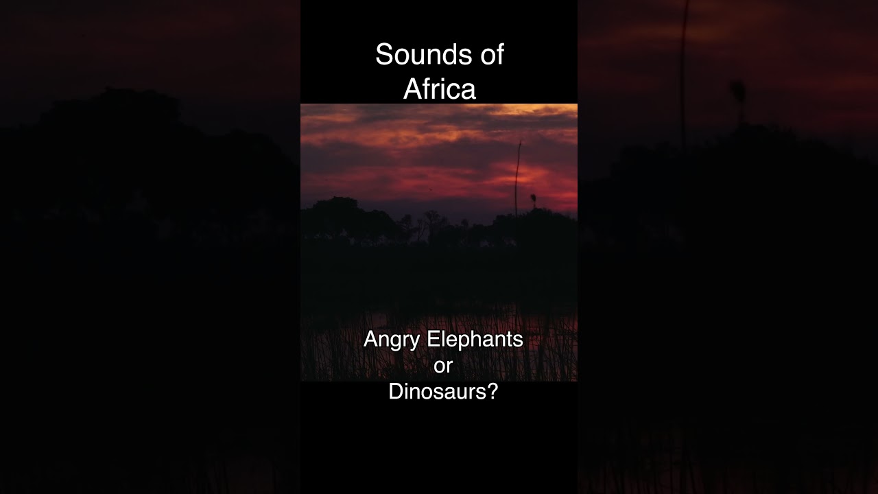 Angry Elephants🐘 or Dinosaurs🦖