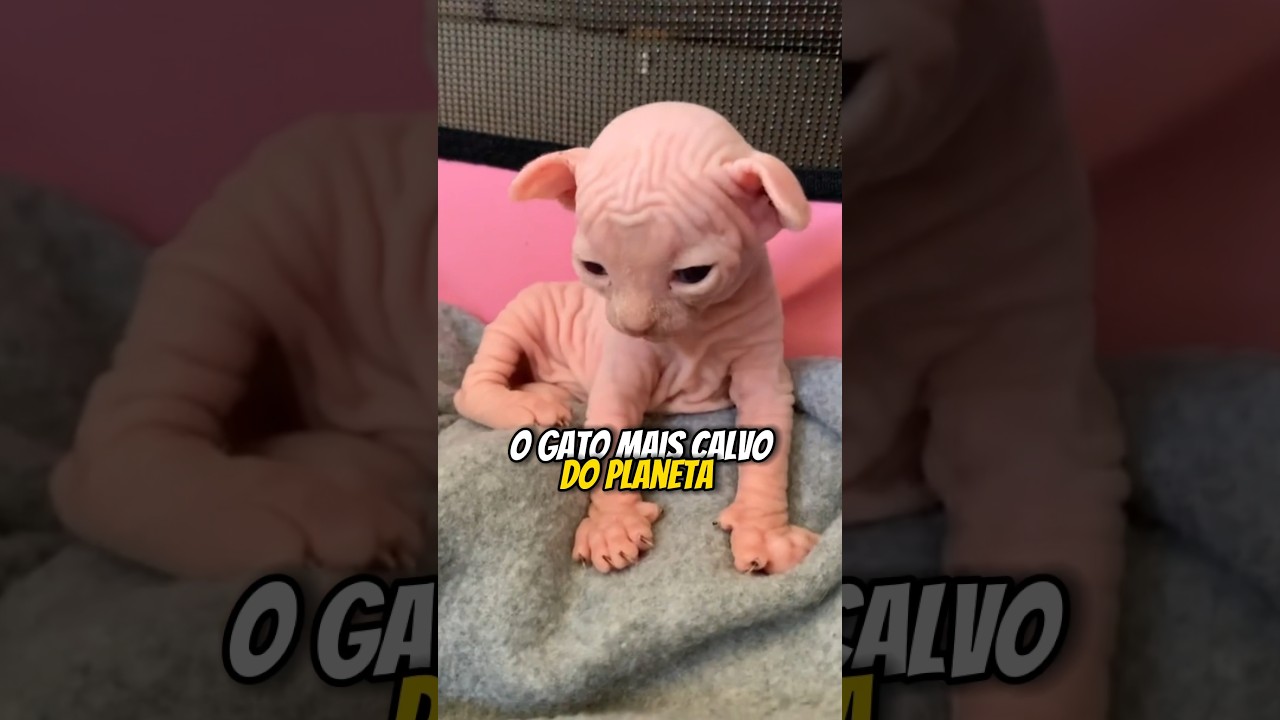 o GATO mais CALVO do PLANETA | wildboppre #shorts #publi