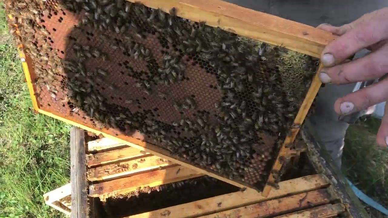 Honigraum von unter dem Brutraum nach oben setzen