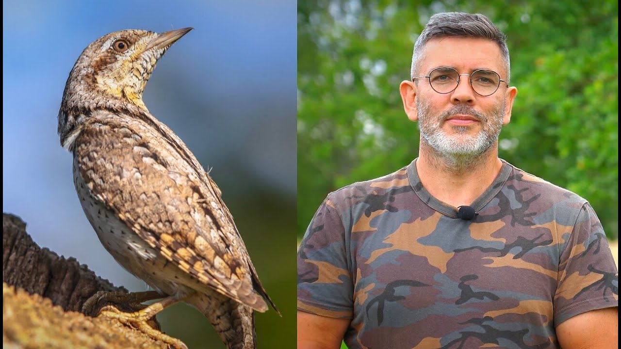 Gyvate apsimetantį genį aptikęs Čepulis: grąžiagalves išduoda jų raganiškas juokas