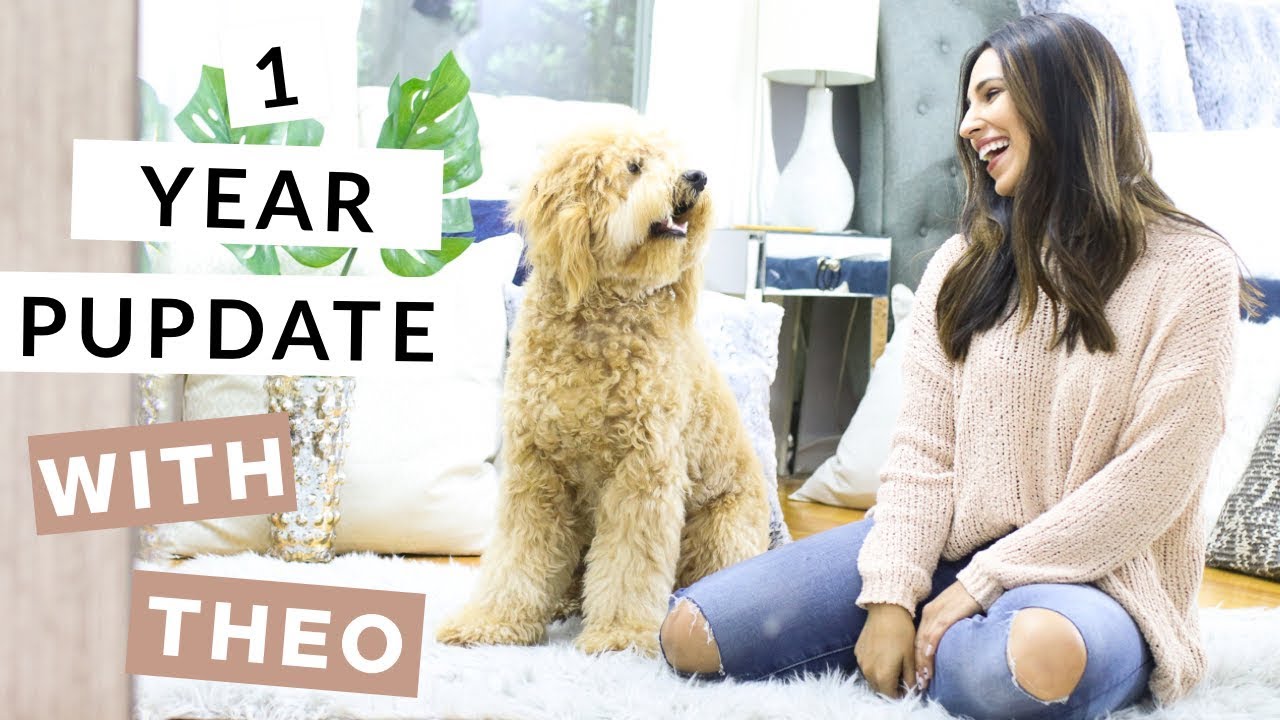 Theo The Mini Goldendoodle (F1B) 1 Year Pupdate