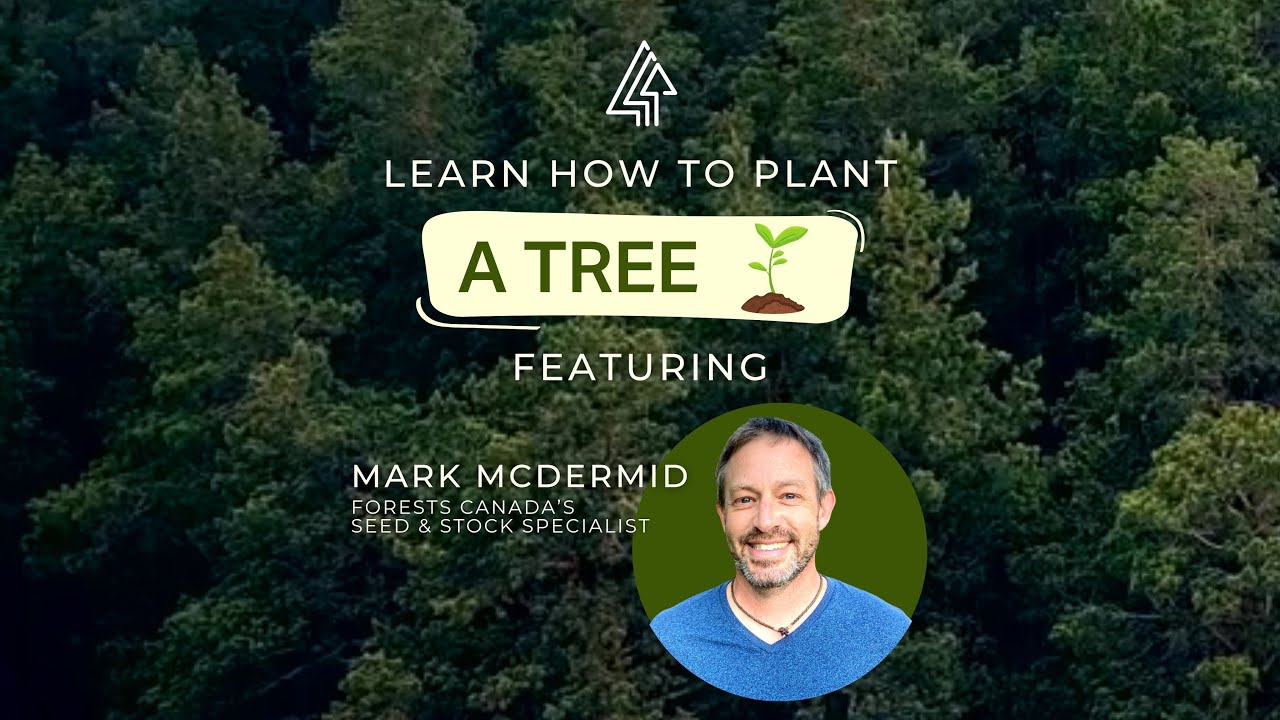 How to Plant a Potted Tree